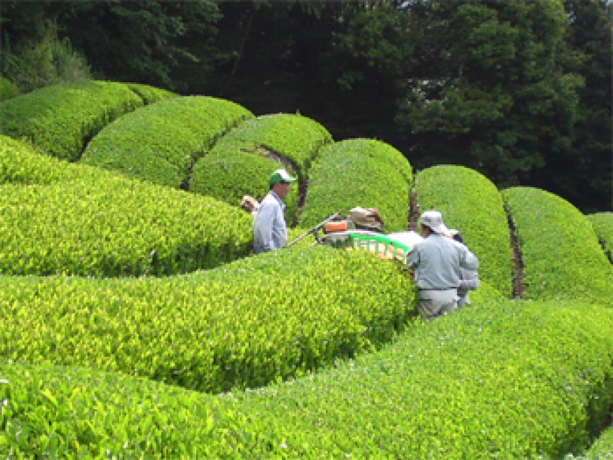 Japans Fukui Prefecture famous for culinary delights